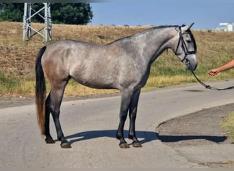 Weitere Ponys/Kleinpferde, Stute, 5 Jahre, 155 cm, Schimmel