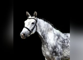Weitere Ponys/Kleinpferde, Stute, 5 Jahre, 155 cm, Schimmel