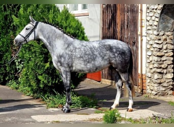 Weitere Ponys/Kleinpferde, Stute, 5 Jahre, 155 cm, Schimmel