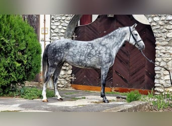 Weitere Ponys/Kleinpferde, Stute, 5 Jahre, 155 cm, Schimmel