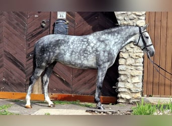 Weitere Ponys/Kleinpferde, Stute, 5 Jahre, 155 cm, Schimmel