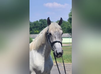 Weitere Ponys/Kleinpferde, Stute, 5 Jahre, 159 cm, Schimmel