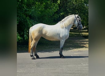 Weitere Ponys/Kleinpferde, Stute, 5 Jahre, 159 cm, Schimmel