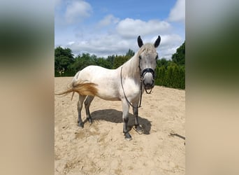 Weitere Ponys/Kleinpferde, Stute, 5 Jahre, 159 cm, Schimmel