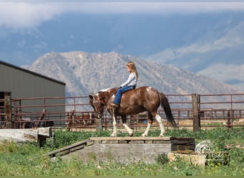 Weitere Ponys/Kleinpferde, Stute, 5 Jahre, 91 cm, Rotfuchs