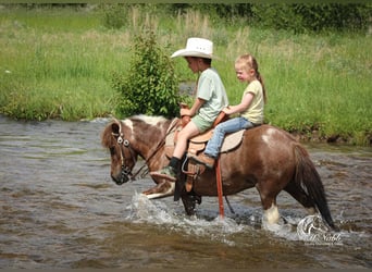 Weitere Ponys/Kleinpferde, Stute, 5 Jahre, 91 cm, Rotfuchs