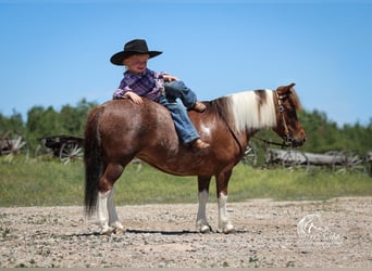Weitere Ponys/Kleinpferde, Stute, 5 Jahre, 91 cm, Rotfuchs