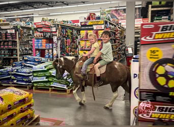 Weitere Ponys/Kleinpferde, Stute, 5 Jahre, 91 cm, Rotfuchs