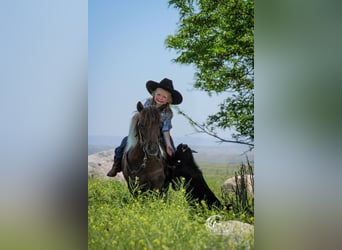 Weitere Ponys/Kleinpferde, Stute, 5 Jahre, 91 cm, Rotfuchs