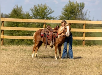Weitere Ponys/Kleinpferde, Stute, 5 Jahre, 99 cm, Rotfuchs