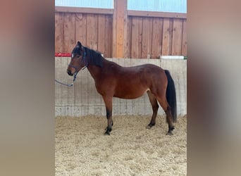 Weitere Ponys/Kleinpferde, Stute, 5 Jahre, Brauner
