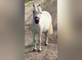 Weitere Ponys/Kleinpferde, Stute, 6 Jahre, 108 cm, White