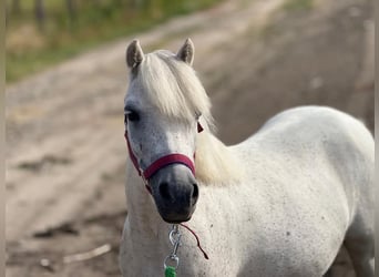 Weitere Ponys/Kleinpferde, Stute, 6 Jahre, 108 cm, White
