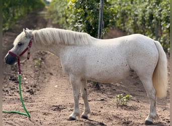Weitere Ponys/Kleinpferde, Stute, 6 Jahre, 108 cm, White