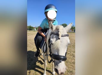 Weitere Ponys/Kleinpferde, Stute, 6 Jahre, 111 cm, Schimmel