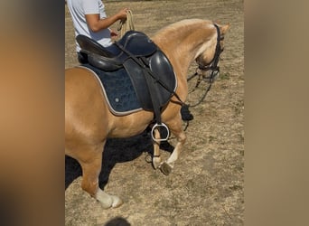 Weitere Ponys/Kleinpferde, Stute, 6 Jahre, 115 cm, Palomino