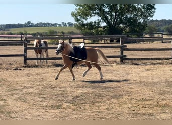 Weitere Ponys/Kleinpferde, Stute, 6 Jahre, 115 cm, Palomino