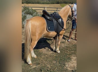 Weitere Ponys/Kleinpferde, Stute, 6 Jahre, 115 cm, Palomino