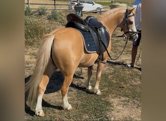 Weitere Ponys/Kleinpferde, Stute, 6 Jahre, 115 cm, Palomino