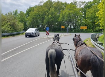 Weitere Ponys/Kleinpferde, Stute, 6 Jahre, 123 cm, Apfelschimmel
