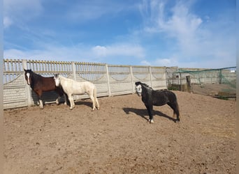 Weitere Ponys/Kleinpferde, Stute, 6 Jahre, 123 cm, Apfelschimmel