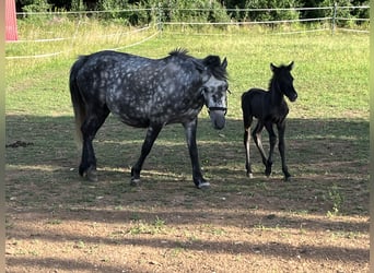 Weitere Ponys/Kleinpferde, Stute, 6 Jahre, 125 cm, Apfelschimmel