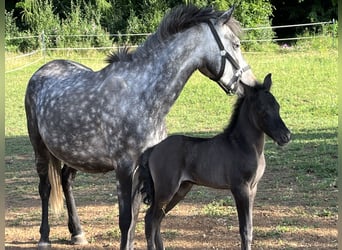Weitere Ponys/Kleinpferde, Stute, 6 Jahre, 125 cm, Apfelschimmel