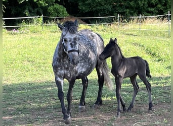 Weitere Ponys/Kleinpferde, Stute, 6 Jahre, 125 cm, Apfelschimmel