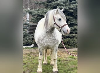 Weitere Ponys/Kleinpferde, Stute, 6 Jahre, 135 cm, Schecke
