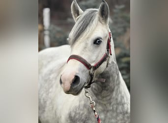 Weitere Ponys/Kleinpferde, Stute, 6 Jahre, 135 cm, Schecke