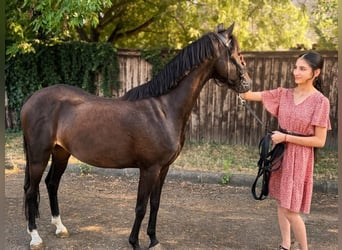 Weitere Ponys/Kleinpferde, Stute, 6 Jahre, 137 cm, Rappe
