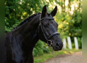 Weitere Ponys/Kleinpferde, Stute, 6 Jahre, 140 cm, Rappe