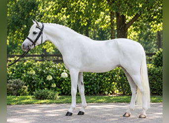 Weitere Ponys/Kleinpferde, Stute, 6 Jahre, 140 cm, Schimmel