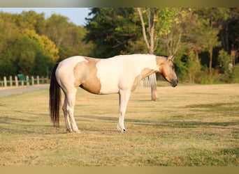 Weitere Ponys/Kleinpferde, Stute, 6 Jahre, 142 cm, Schecke