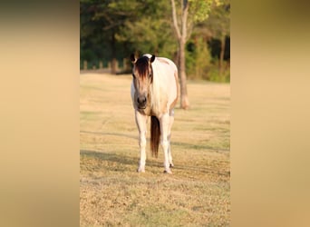 Weitere Ponys/Kleinpferde, Stute, 6 Jahre, 142 cm, Schecke
