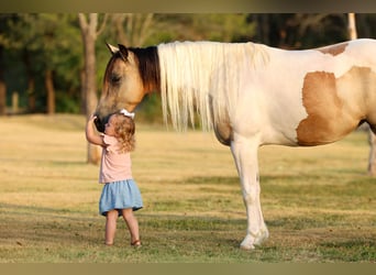 Weitere Ponys/Kleinpferde, Stute, 6 Jahre, 142 cm, Schecke