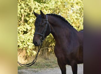 Weitere Ponys/Kleinpferde, Stute, 6 Jahre, 145 cm, Brauner