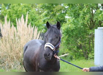 Weitere Ponys/Kleinpferde, Stute, 6 Jahre, 145 cm, Rappe