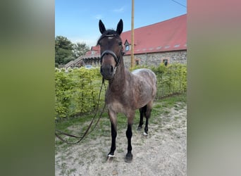 Weitere Ponys/Kleinpferde Mix, Stute, 6 Jahre, 145 cm, Roan-Bay
