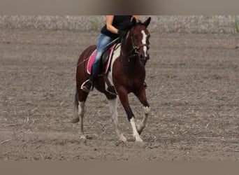Weitere Ponys/Kleinpferde Mix, Stute, 6 Jahre, 145 cm, Schecke
