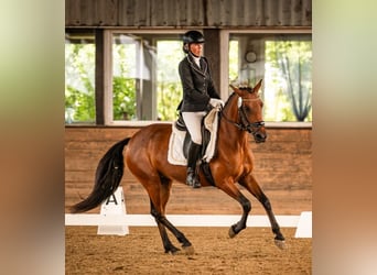 Weitere Ponys/Kleinpferde, Stute, 6 Jahre, 146 cm, Brauner