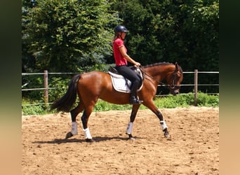 Weitere Ponys/Kleinpferde, Stute, 6 Jahre, 146 cm, Brauner