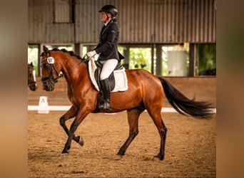 Weitere Ponys/Kleinpferde, Stute, 6 Jahre, 146 cm, Brauner