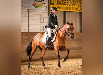 Weitere Ponys/Kleinpferde, Stute, 6 Jahre, 146 cm, Brauner