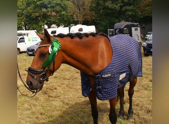 Weitere Ponys/Kleinpferde, Stute, 6 Jahre, 146 cm, Brauner
