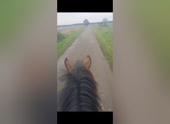 Weitere Ponys/Kleinpferde, Stute, 6 Jahre, 146 cm, Brauner