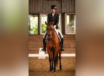 Weitere Ponys/Kleinpferde, Stute, 6 Jahre, 146 cm, Brauner