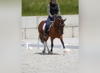 Weitere Ponys/Kleinpferde, Stute, 6 Jahre, 146 cm, Schecke