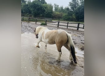 Weitere Ponys/Kleinpferde, Stute, 6 Jahre, 147 cm