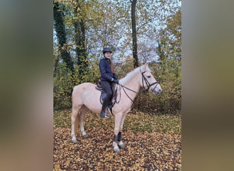 Weitere Ponys/Kleinpferde, Stute, 6 Jahre, 147 cm, Palomino